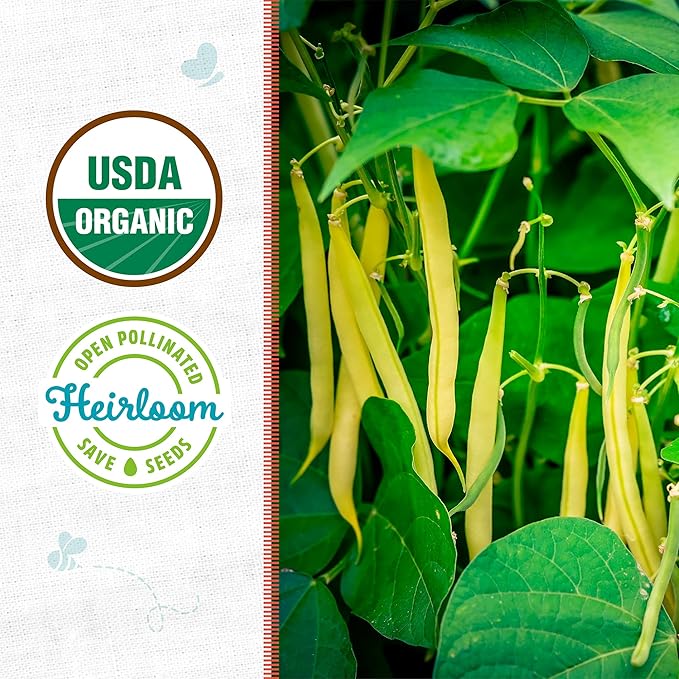 Back to The Roots 100% Organic Seed Packet - Bean 'Golden Wax' 8.4g