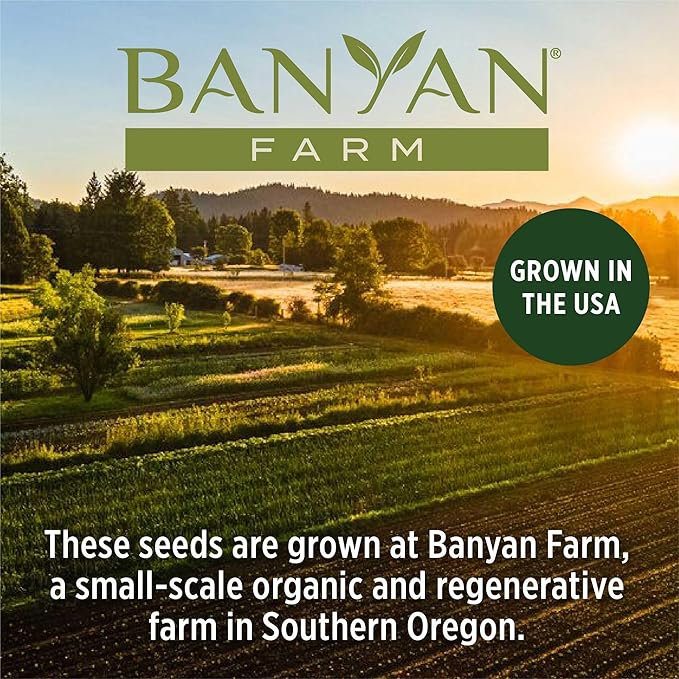 Banyan Botanicals Organic Green Bean Seeds – Provider Heirloom Green Bean Seeds – Early-Producing, Tender, and Crisp – 100 Count – Open Pollinated Non-GMO Easy to Grow
