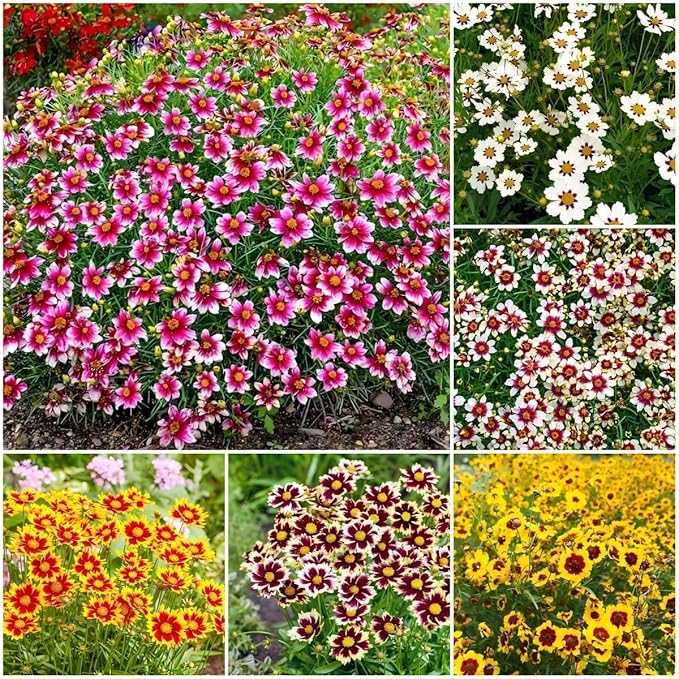 5000+ Coreopsis Plains Wildflower Seeds - Perennial Non-GMO Heirloom Seeds, Drought-Tolerant for Natural Wildflower Gardens