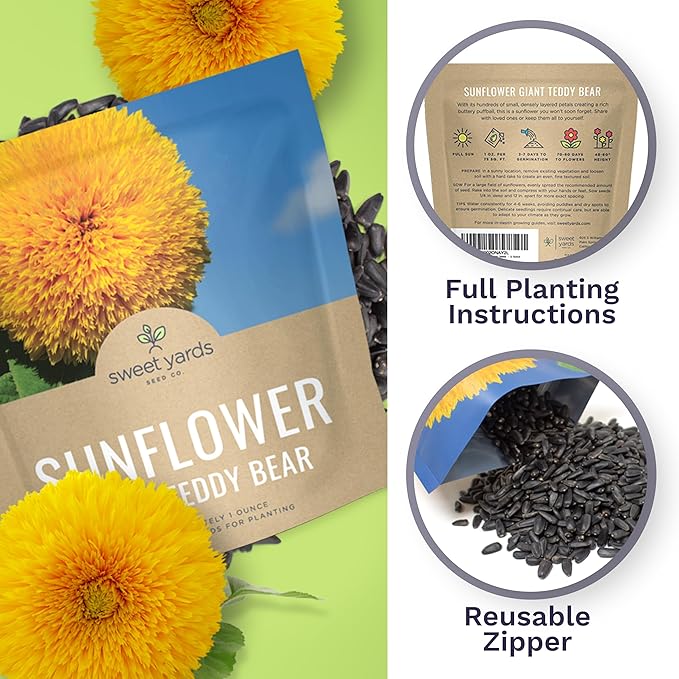 Giant Teddy Bear Sunflower Seeds - Extra Large 1 Ounce Packet - Over 1,200 Fresh Open Pollinated Non-GMO Flower Seeds - Helianthus annus - Hundreds of Fluffy Yellow Petals