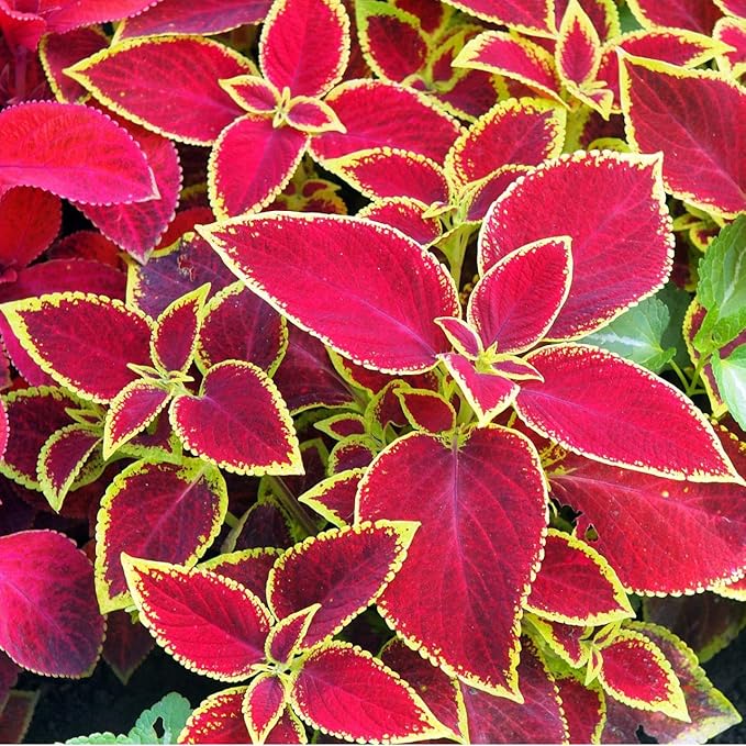 150 Coleus Seeds - Rainbow Mix, Annual & Easy-Grow, Indoor & Outdoor Use, Compact Plants with Multi-Colored Foliage, Ideal for Gardens, Containers & Shaded Areas
