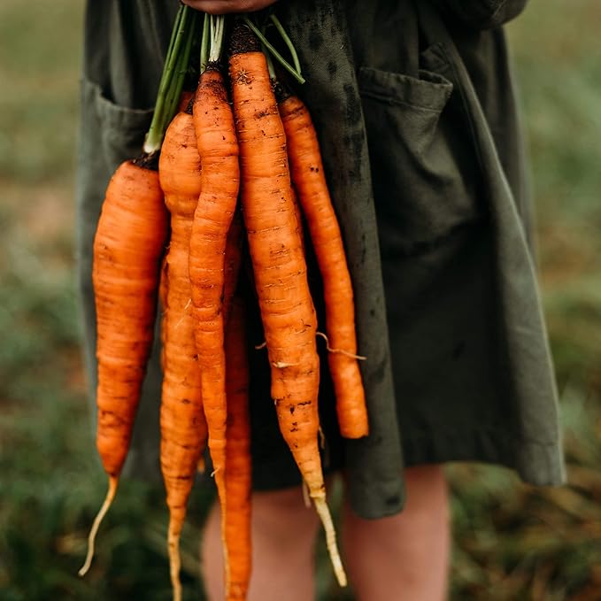 Kuroda Heirloom Carrot - 150 Seeds - Heirloom & Open-Pollinated Variety, Non-GMO Vegetable Seeds for Planting Indoors or Outdoors in Containers or The Home Garden, Thresh Seed Company