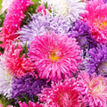200+ Annual Double Aster Flower Seeds for Planting Outdoor-Attracts Bees&Butterflies Non-GMO Heirloom
