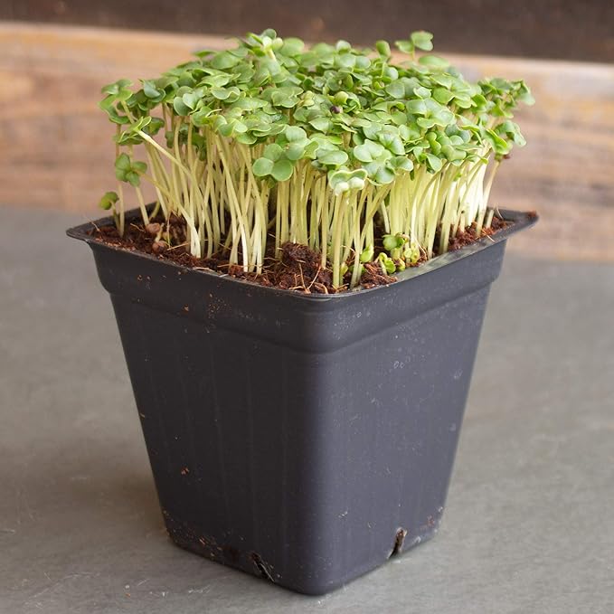 Broccoli Microgreens Seeds - 1 Oz ~1000 Seeds - High Germination, Premium Seed for Growing Broccoli Micro Greens - Non-GMO