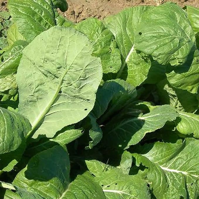 Komatsuna Tendergreen Seeds: 2 g Packet ~800 Seeds - Non-GMO Spinach-Mustard Seeds for Growing Microgreens, Vegetable Garden, Herbs