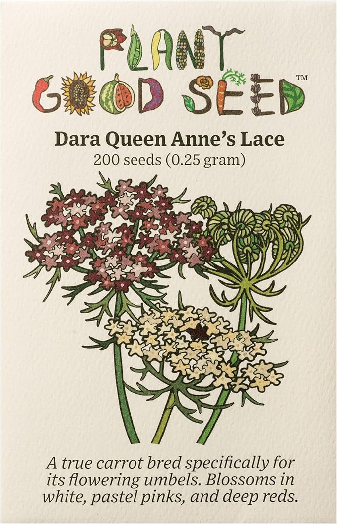 Plant Good Seed Organic Dara Queen Anne's Lace Flower Seeds for Planting: Heirloom Ammi, Red, Pink and White Blossoms - 200 Seed Packet
