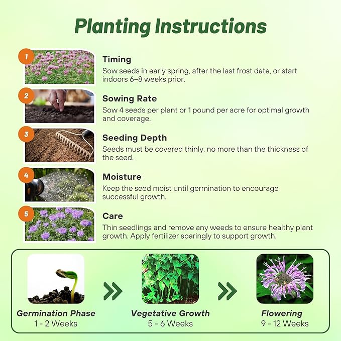 Outsidepride Wild Bergamot Seeds - 2000 Pcs Perennial, Easy to Grow & Pollinator Friendly Monarda Fistulosa Flower Seeds for Planting Aromatic Leaves & Edible Blooms, Ideal for Teas & Potpourri