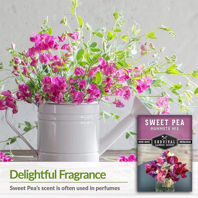 Mammoth Mix Sweet Pea Seeds for Planting – Heirloom Sweet Pea Variety with Giant Fragrant Flowers on Tall Climbing Vines for Trellises and Fences – Survival Garden Seeds (1 Pack)