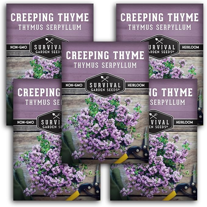 Creeping Thyme Seeds - Perennial Ground Cover Herb for Planting, Low Growing Lawn Alternative, Pollinator Friendly Garden - Heirloom Non-GMO Open Pollinated - Survival Garden Seeds (5 Pack)