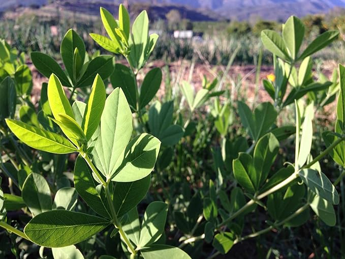 Plant Good Seed Wild Blue Indigo Seeds for Planting: Perennial Shrub, Rattling Seed Pods - 40 Seed Packet