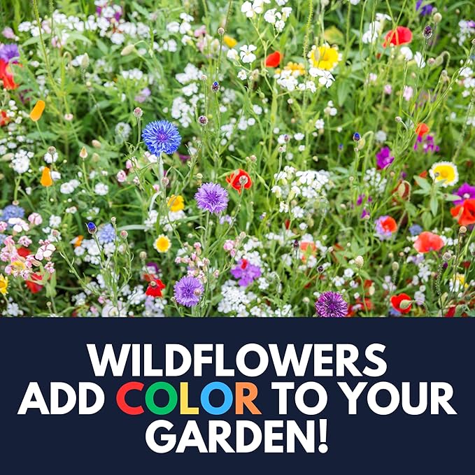 Birds & Butterfly Wildflower Seed Mix (5-Seed Packets) – Vibrant Pollinator Flowers That Attract Butterflies & Provide Seed for Birds