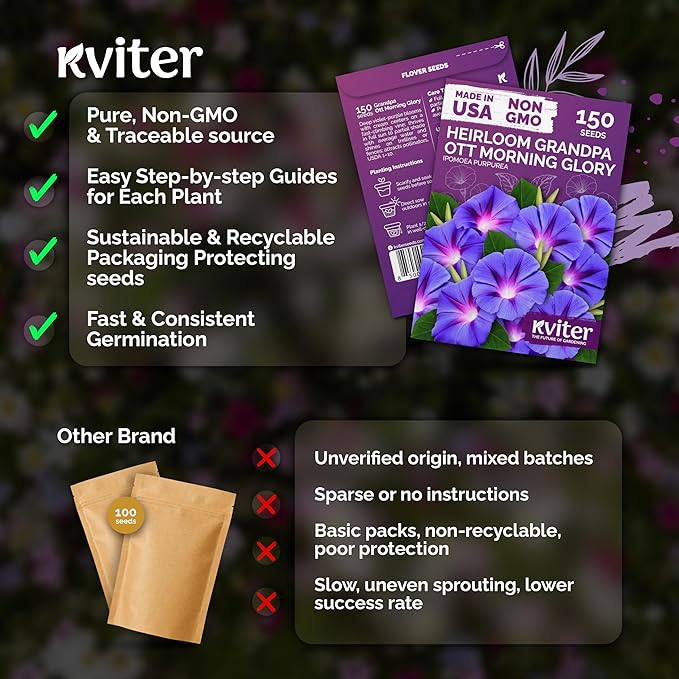 KVITER 150 Grandpa OTT Morning Glory Seeds (Ipomoea purpurea) – Vine Purple Climbing Blooms Flower Seeds to Plant Outside – Pollinator Heirloom Seed Packets for Garden, Trellises, Outdoor Flower Beds