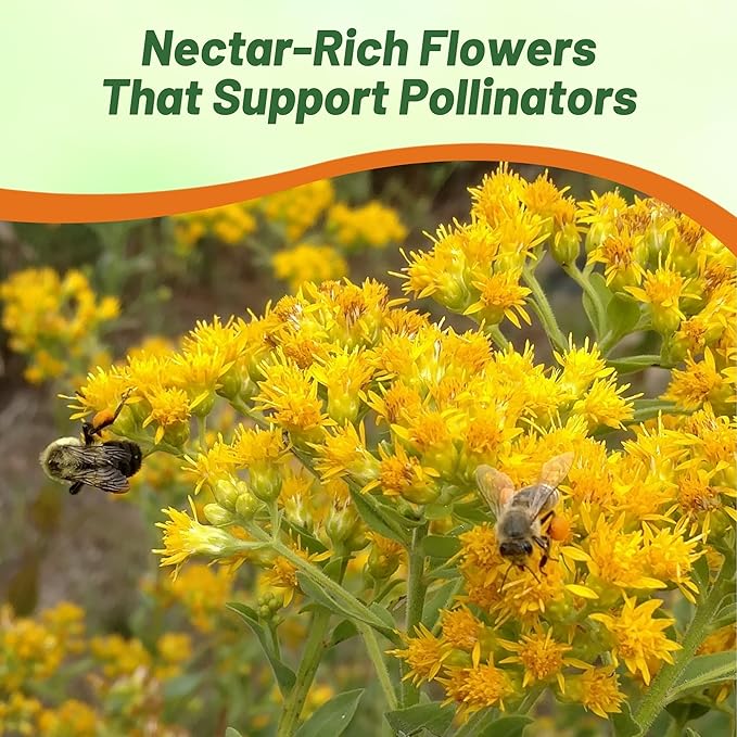 Outsidepride 10000 Seeds Perennial Solidago Stiff Goldenrod Flower Seeds for Planting