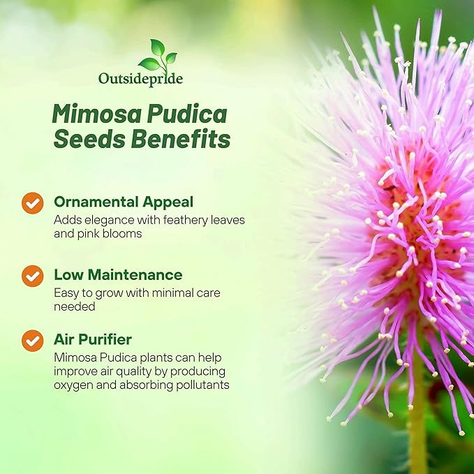 Outsidepride Mimosa Pudica Seeds - 1000 Pcs Annual, Easy to Grow, Sensitive Plant Seeds for Planting, Great for Educational Projects & Garden Displays