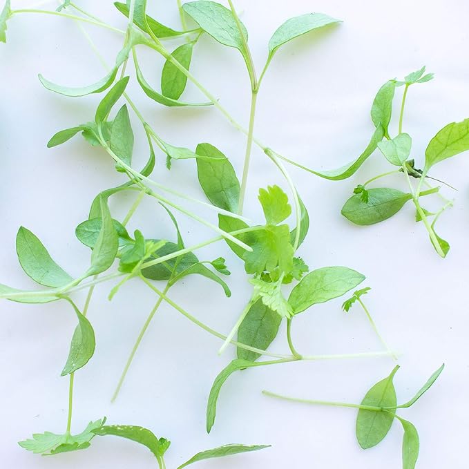 Parsley Microgreens Seeds - 4 Oz ~72,000 Seeds - Grow Non-GMO Micro Parsley Herb Greens - Premium Seed - High Germination Rate