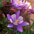 Dragonfly Mix Columbine Flower Seeds - 1000 Seeds - Perennial Flower Garden Seed - Aquilegia caerulia