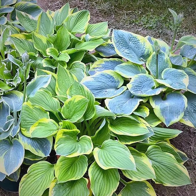 Hosta Seeds for Planting, 300+pcs Rare Perennial Hosta Flower Seeds, Non-GMO Heirloom Long Blooming Plants Shaded Entry Pathway Flowers for Garden Outdoors