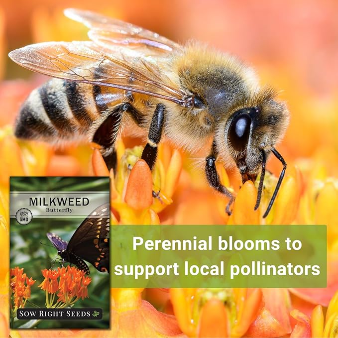 Sow Right Seeds Butterfly Milkweed Seeds - Attract Monarch And Other Butterflies to Your Garden - Non-GMO Heirloom Seed Packet With instructions for Planting - Perennial Host Plant for Pollinators (4)