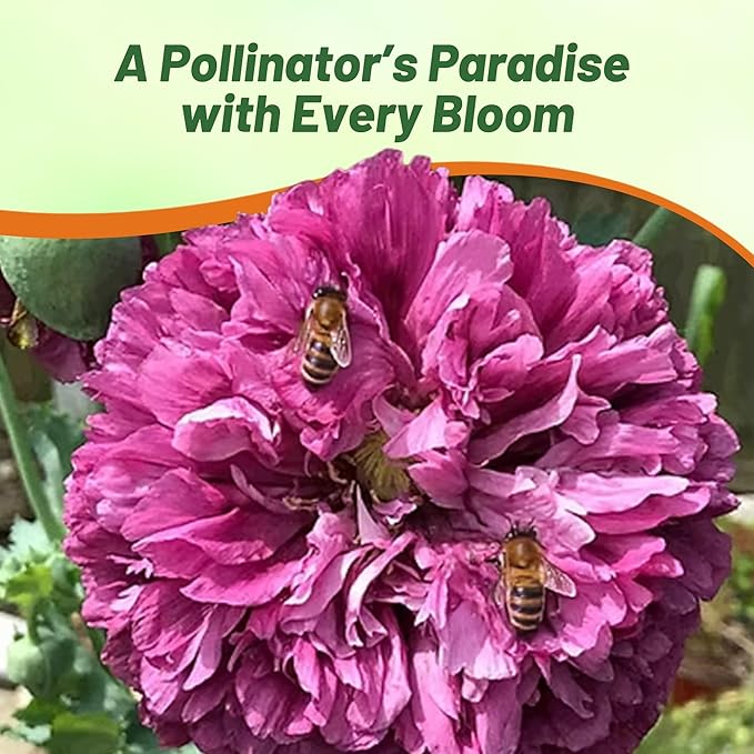 Outsidepride Peony Poppy Seeds for Planting - 5,000 Pcs Annual, Drought-Tolerant & Easy to Grow Wildflower Seeds with Vibrant Purple Blooms for Landscaping, & Pollinator Garden