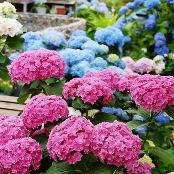 Mixed Color Hydrangea Seed, 150 Hydrangea Flower Tree Seeds, Heirloom Flower Seeds for Garden Home Outdoor