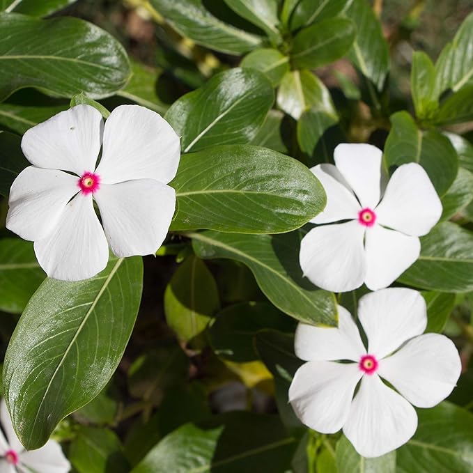 Outsidepride Bright Eyes Periwinkle Seeds for Planting – 4000 Pcs Annual, Fast-Blooming, Heat & Drought Tolerant Vinca Flower Seeds with Vibrant Colors Ideal for Gardens, Beds, Borders & Containers