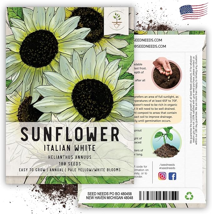 Seed Needs Italian White Sunflower Seeds for Planting Pale Yellow Sunflowers - Heirloom & Open Pollinated Flower Seed to Plant an Outdoor Butterfly Garden (2 Packs)