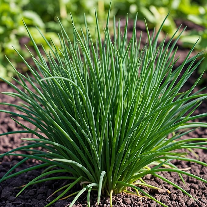 Seeds In A Cup - Plant Growing Kit-: Vegetable and Herb Growing Kit (Chives)
