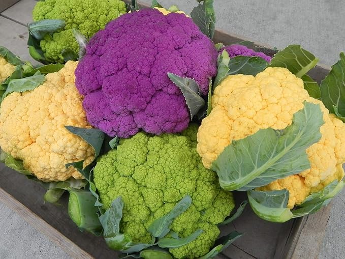 Seeds Cauliflower Cabbage Mix Heirloom Vegetable Non GMO for Planting