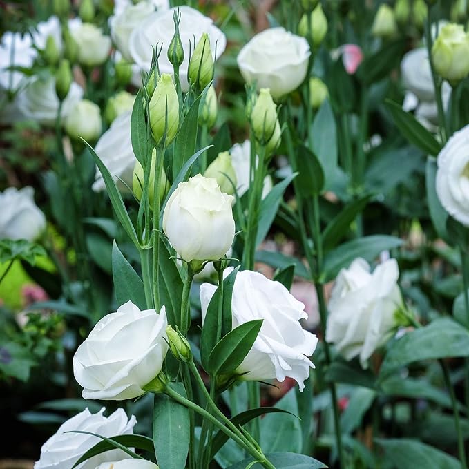 Outsidepride Lisianthus Sapphire White Flower Seeds - 50 Pcs. Annual, Versatile & Low Maintenance, Flower Seeds for Planting Prolific & Vibrant Double Blooms, Great for Cut Flower Arrangements