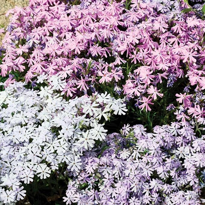 1000+ Creeping Phlox Seeds for Planting - Bright Phlox Seeds Creeping Perennial Ground Cover Plants - Annual Flower for Home and Garden