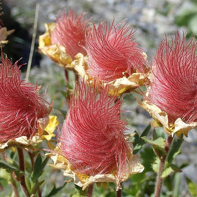 Prairie Smoke Seeds, Geum Triflorum, 50 Pieces, Pink Native Wildflower with Smoky Seed Heads