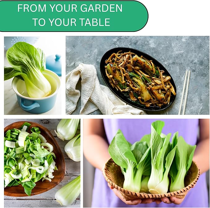 Woods Creek Seeds: Pak Choi White Stem Cabbage Seeds for Planting - Over 700 Heirloom Non-GMO Green Cabbage Seeds - Beginner-Friendly Vegetable Seed for Home, Indoor or Outdoor Gardeners