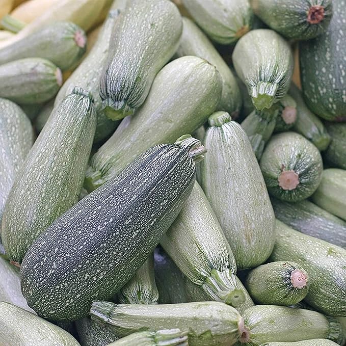 Zucchini Squash Seeds for Planting - Heirloom Packet with Instructions to Plant & Grow a Home Outdoor Garden – Great Gardening Gift, 1 Packet Approx 25 Seeds