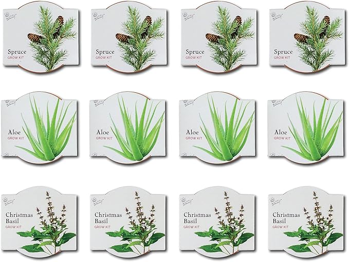 BUZZY Seeds Radiant Collection 12-Pack – All-in-One Mini Terracotta Seed Starter Kit for Herbs, Succulents, and Trees, Includes Aloe, Christmas Basil, and Spruce Seeds, Perfect Gardening Gift