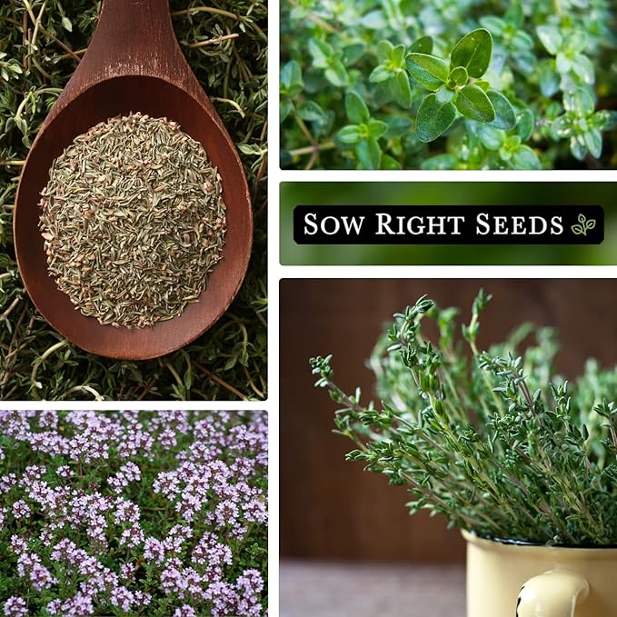 Sow Right Seeds - Thyme Seed for Planting - Non-GMO Heirloom Packet with Instructions for Easy Planting Your Kitchen Herb Garden - Indoor or Outdoor - Great for Hydroponics Growing - Culinary Herb (2)