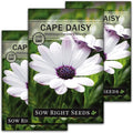 Sow Right Seeds - Cape Daisy Flower Seeds for Planting - Non-GMO Heirloom Packet with Instructions to Grow - White with Glowy Purple Centers - Lovely Daisies for Your Garden - Classic Annual (3)
