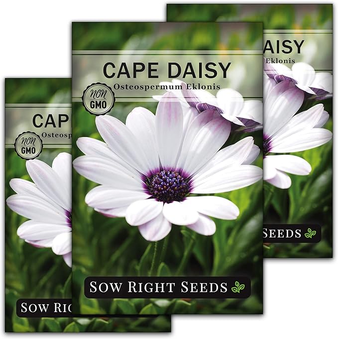 Sow Right Seeds - Cape Daisy Flower Seeds for Planting - Non-GMO Heirloom Packet with Instructions to Grow - White with Glowy Purple Centers - Lovely Daisies for Your Garden - Classic Annual (3)