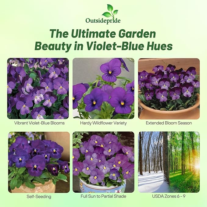 Outsidepride Admiration Viola Pansy Seeds for Planting - 2000 Pcs. Perennial, Cold-Hardy & Pollinator Friendly Flowers with Fragrant Blooms for Garden Beds, Borders & Container Displays