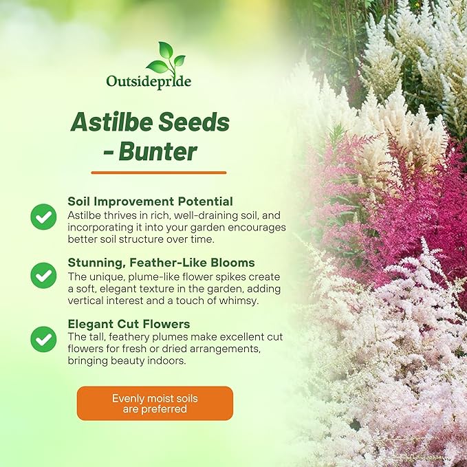 Outsidepride Bunter Astilbe Seeds – 1000 Pcs Perennial, Shade Tolerant Flower Seeds for Planting Vibrant Mixed Blooms in Moist Areas, & Pollinator-Friendly Garden Borders with High Germination Rate