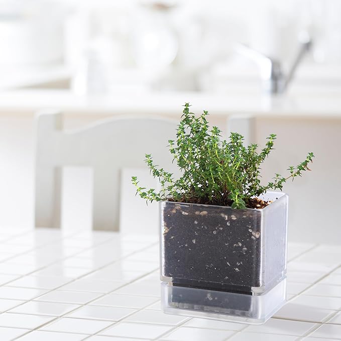 D'vine Dev 4 Inch Herb Planter Pot, Plastic Planter with Drainage Holes and Saucer, Modern Decorative Gardening Pot for Indoor Plants, Flowers, Herbs, Succulents, Clear, Set of 3, 76-Y-D-3