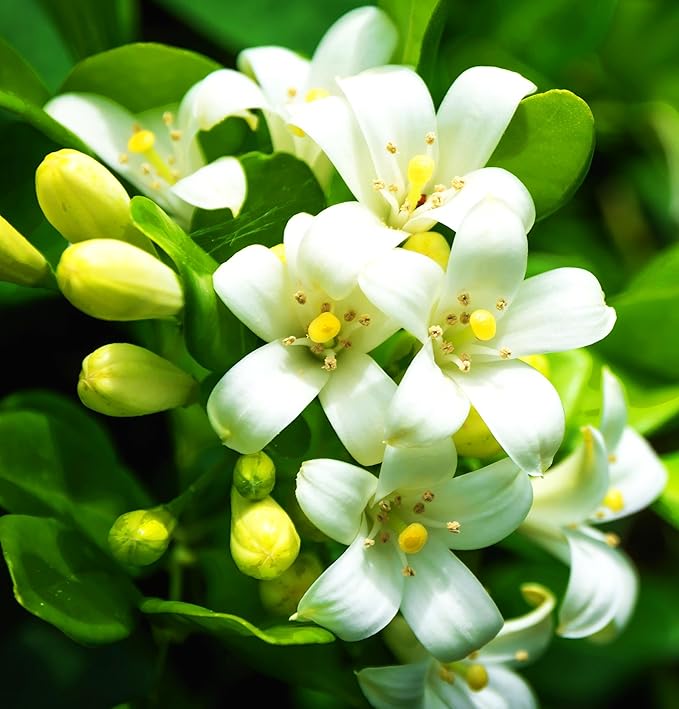 5g pcs Climbing Jasmine Flower Seeds Fragrant Plant for Planting Garden Home Four Seasons Evergreen Silver Jasmine Garden Balcony Climbing Non-GMO