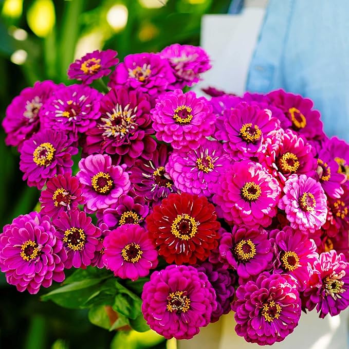 Eden Brothers Zinnia Seeds - Purple Prince, Non-GMO Seeds for Planting, 1 oz | Low-Maintenance Flower Seeds, Plant During Spring, Zones 3, 4, 5, 6, 7, 8, 9, 10