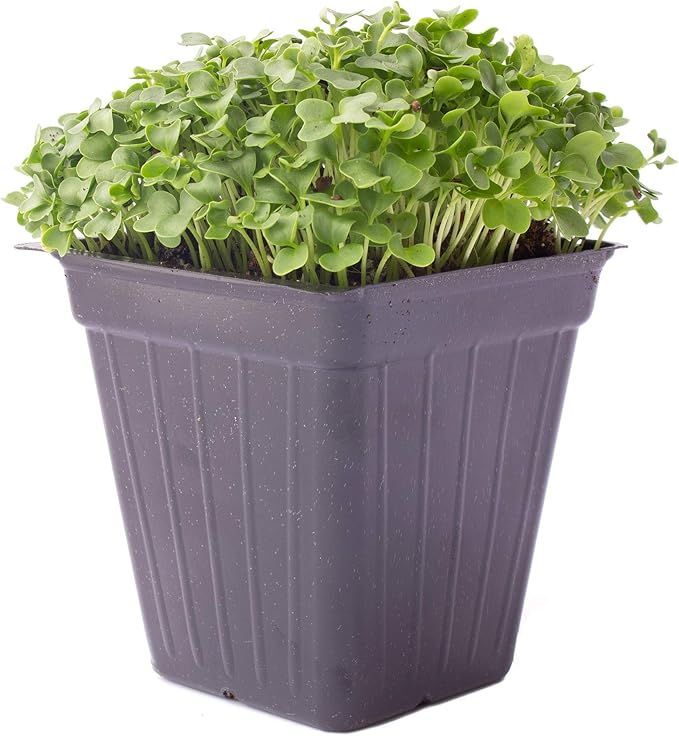 Kale Microgreens Seeds - 1 Oz ~8000 Seeds - Non-GMO - Seed for Growing Micro Greens - Premium, High Germination Rate Seed - Brassica oleracea