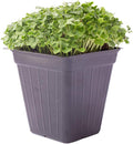 Kale Microgreens Seeds - 1 Oz ~8000 Seeds - Non-GMO - Seed for Growing Micro Greens - Premium, High Germination Rate Seed - Brassica oleracea