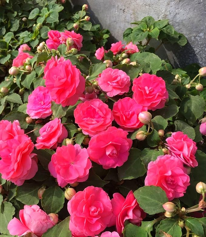 50+ Mixed Rose Flower Seeds Perennial Flowers Plants Garden