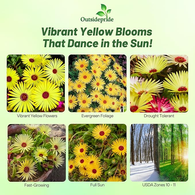 Outsidepride Gelato Yellow Ice Plant Seeds - 5000 Pcs Perennial, Drought Tolerant Ground Cover Seeds for Planting Vibrant Trailing Blooms, Ideal for Sunny Gardens & Xeriscape Landscaping