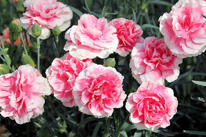 3000 Mixed Carnation Seeds – HOA Cẩm Chướng – Dianthus Caryophyllus – 99% Germination Rate – Beautiful for Yard & Garden Landscaping