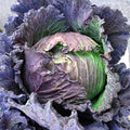Purple Savoy Cabbage Seeds - 1/4 LB Bulk ~26,000 Seeds - Heirloom, Open Pollinated, Non-GMO, Farm & Vegetable Gardening & Micro Greens Seed