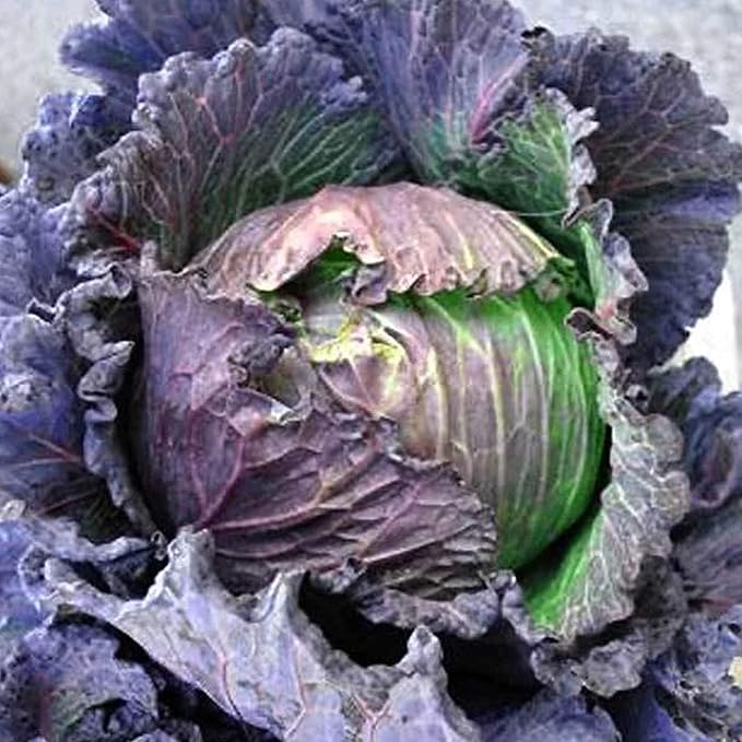 Purple Savoy Cabbage Seeds - 1 OZ ~6,500 Seeds - Heirloom, Open Pollinated, Non-GMO, Farm & Vegetable Gardening & Micro Greens Seed
