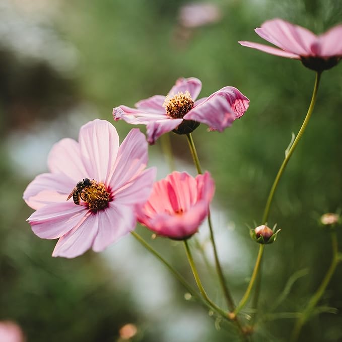 Sensation Cosmos Mix - 250 Seeds - Heirloom & Open-Pollinated Variety, Attracts Butterflies, Non-GMO Pollinator-Friendly Flower Seeds for Planting Outdoors in The Home Garden, Thresh Seed Company